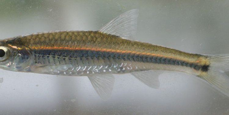 Notropis cahabae
