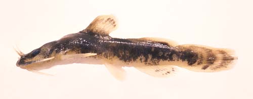 Noturus placidus