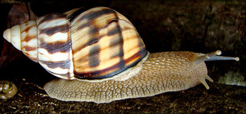 Orthalicus reses (not incl. nesodryas)