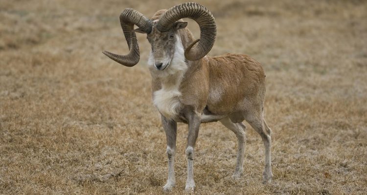 Ovis vignei vignei