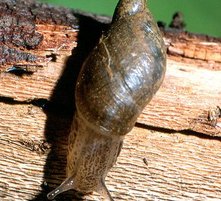 Oxyloma haydeni kanabensis