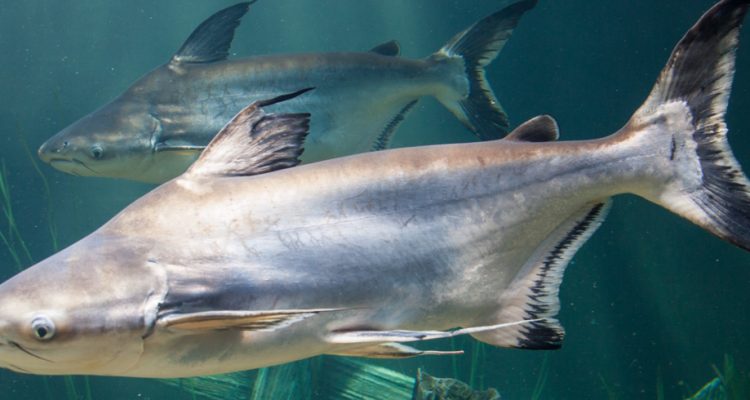 Pangasius sanitwongsei