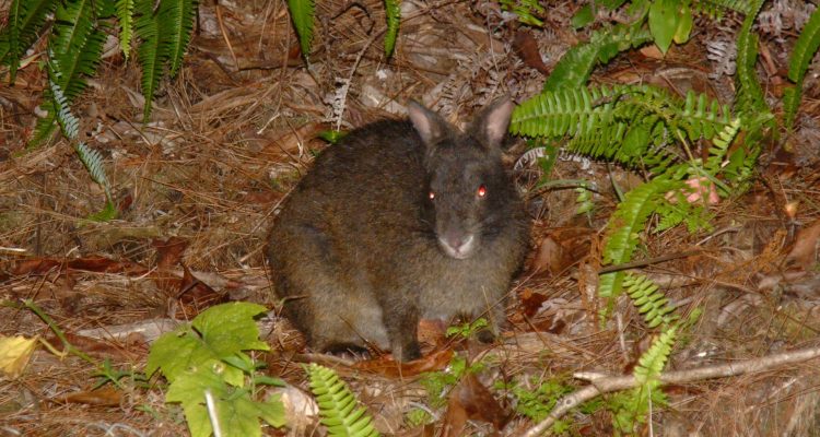 Pentalagus furnessi