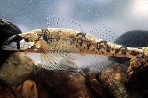 Percina antesella