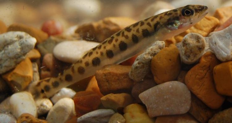 Percina pantherina