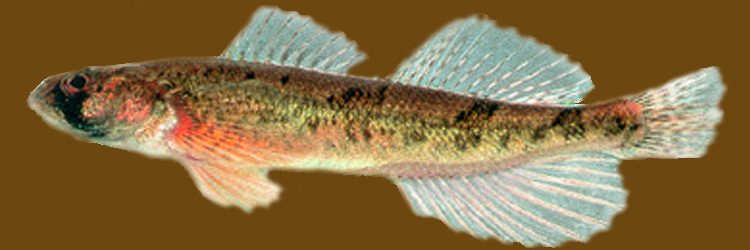 Percina tanasi