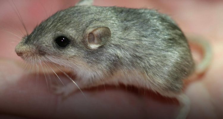 Perognathus longimembris pacificus