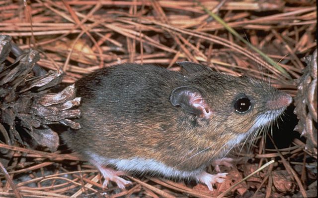 Peromyscus gossypinus allapaticola