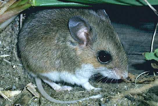 Peromyscus polionotus allophrys