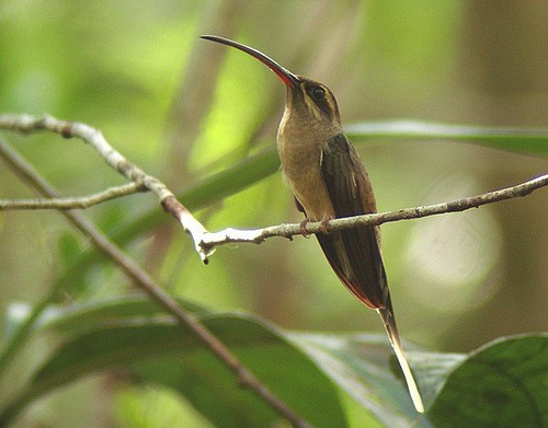 Phaethornis malaris margarettae