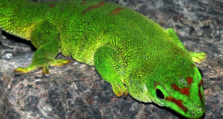 Phelsuma edwardnewtoni