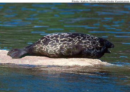 Phoca (=Pusa) hispida ochotensis