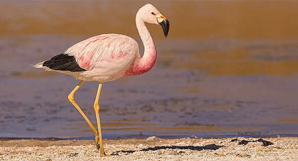 Phoenicoparrus andinus