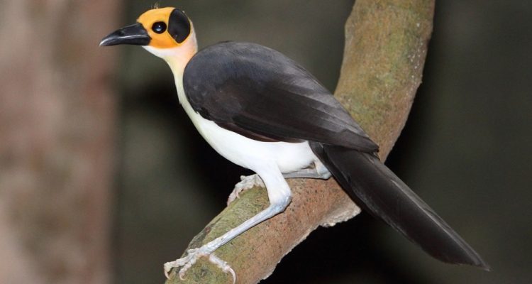 Picathartes gymnocephalus