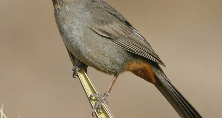 Pipilo crissalis eremophilus