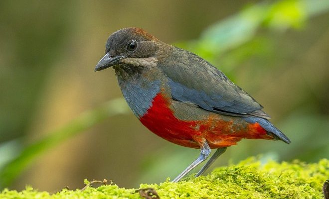 Pitta kochi