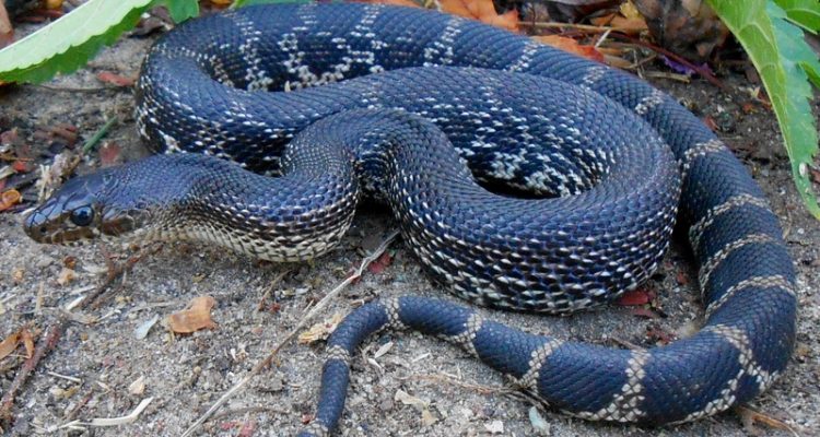 Pituophis melanoleucus lodingi