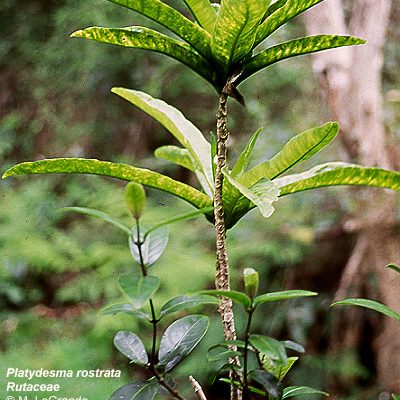 Platydesma rostrata