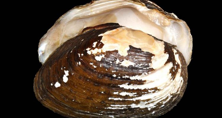 Pleurobema hanleyianum