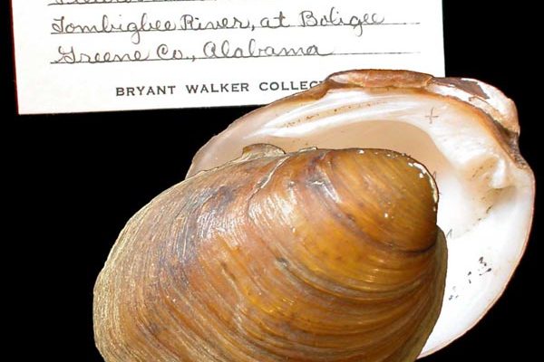 Pleurobema marshalli