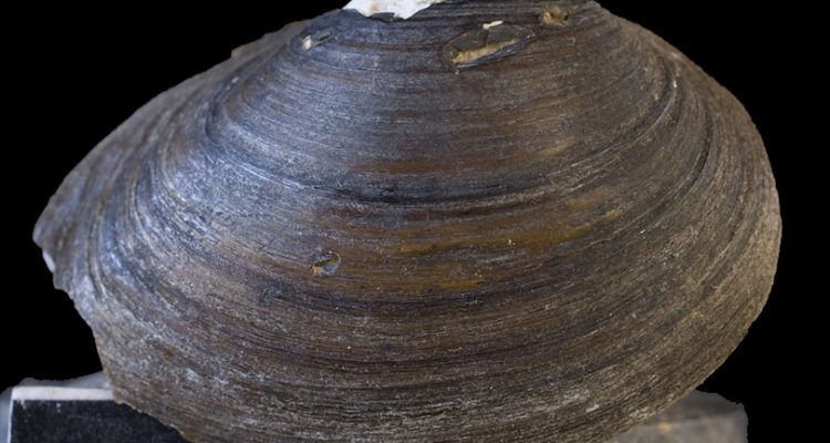 Pleurobema perovatum