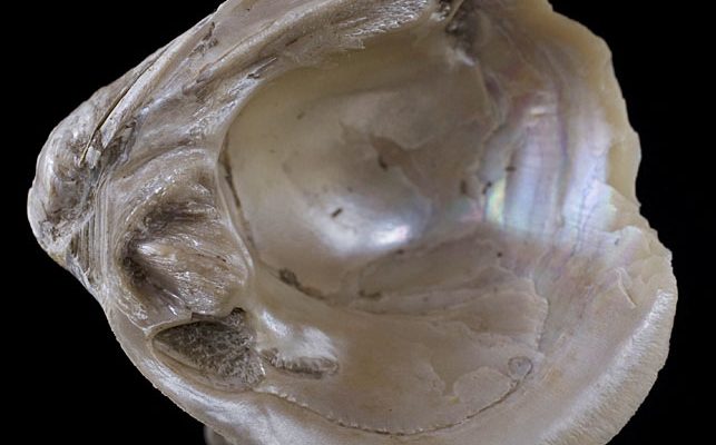 Pleurobema taitianum