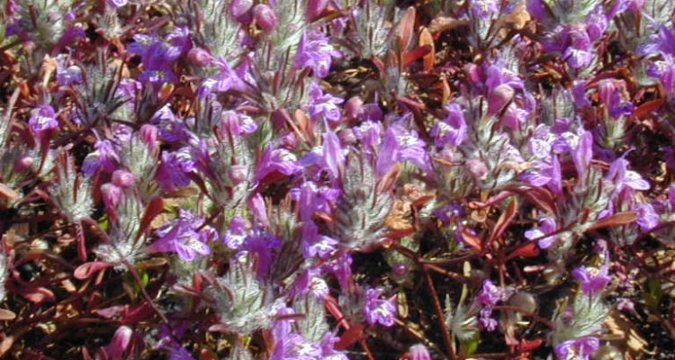 Pogogyne abramsii