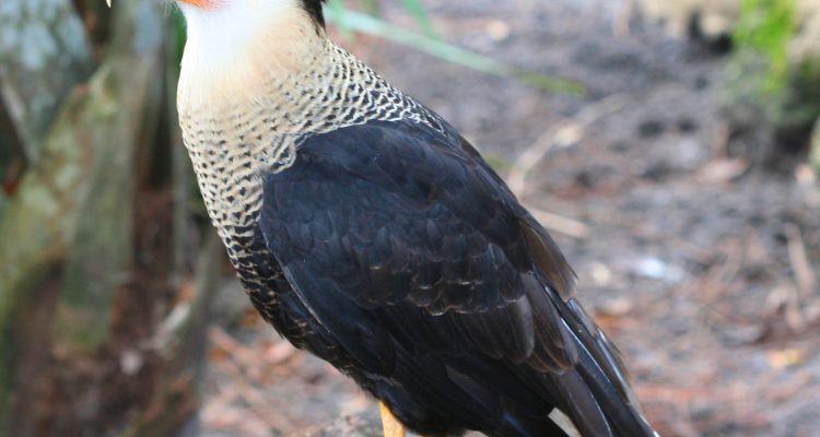 Polyborus plancus audubonii