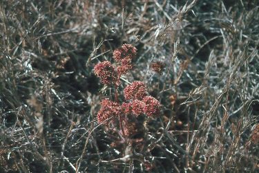 Polygonum hickmanii