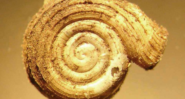 Polygyriscus virginianus