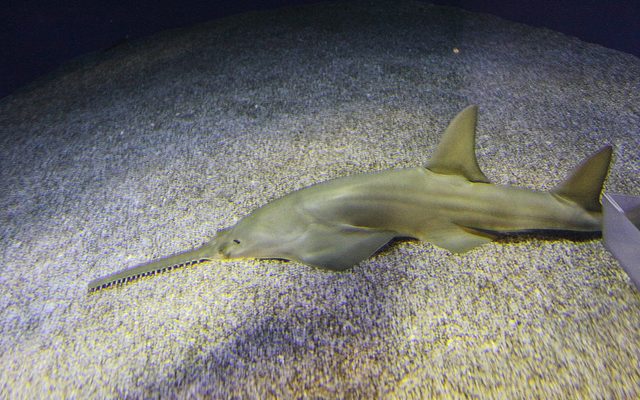 Pristis clavata