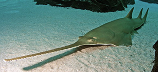 Pristis zijsron