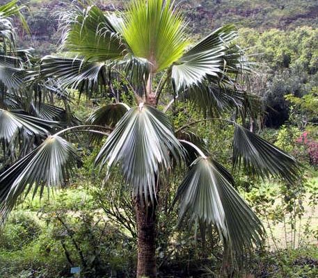 Pritchardia munroi