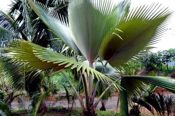 Pritchardia viscosa