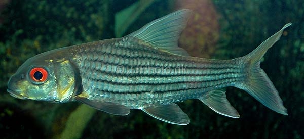 Probarbus jullieni