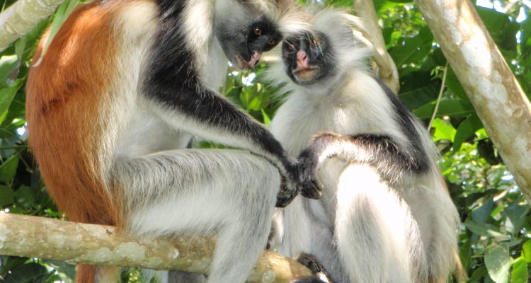 Procolobus (=Colobus) preussi (=badius p.)