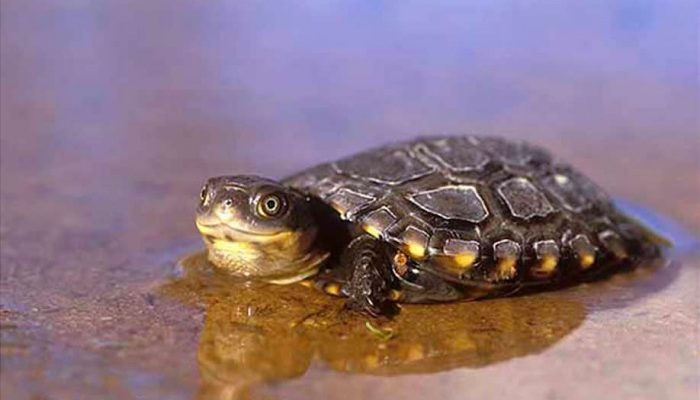 Pseudemydura umbrina