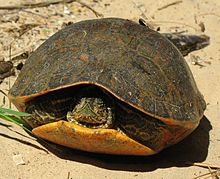 Pseudemys alabamensis