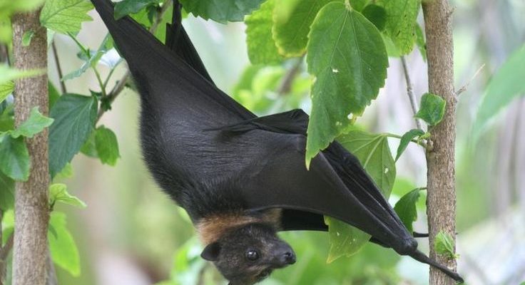 Pteropus mariannus mariannus