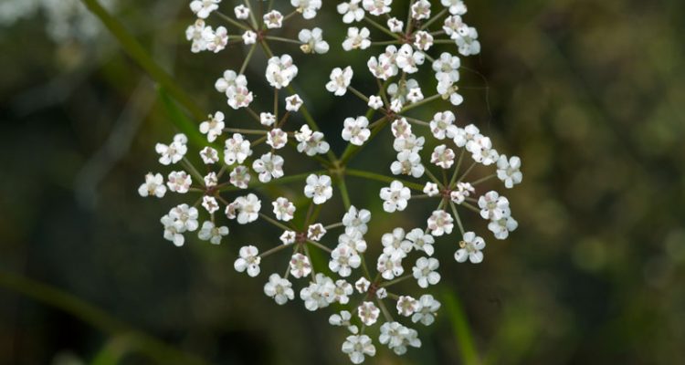 Ptilimnium nodosum