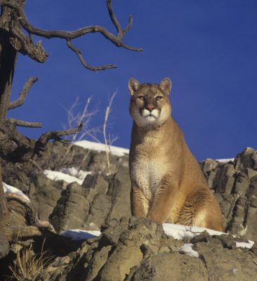 Puma (=Felis) concolor couguar