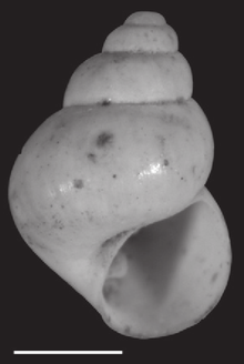 Pyrgulopsis (=Marstonia) pachyta