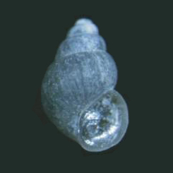 Pyrgulopsis roswellensis