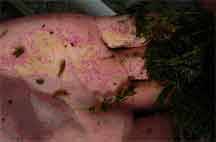 Pyrgulopsis texana
