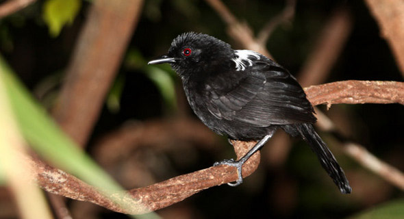 Pyriglena atra