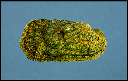 Quadrula cylindrica cylindrica