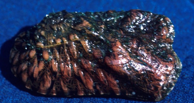 Quadrula cylindrica strigillata