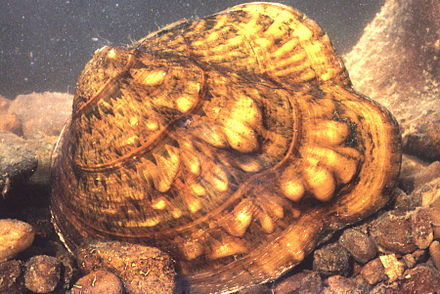 Quadrula sparsa