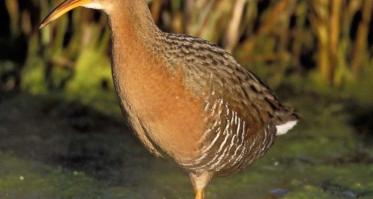 Rallus longirostris yumanensis