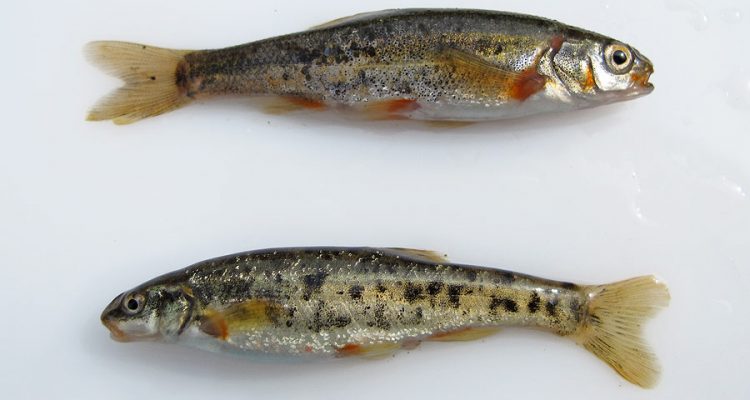Rhinichthys osculus nevadensis
